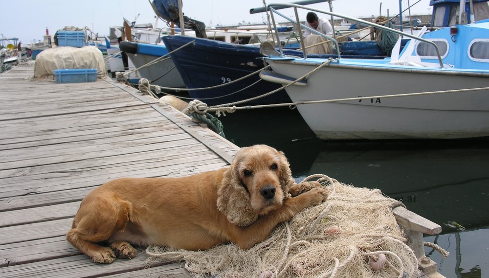 A dog at a marina