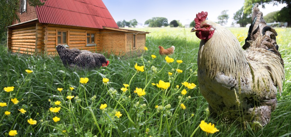 chickens in a field