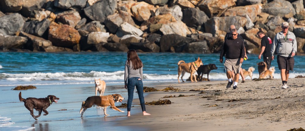 dog beach in San Diego