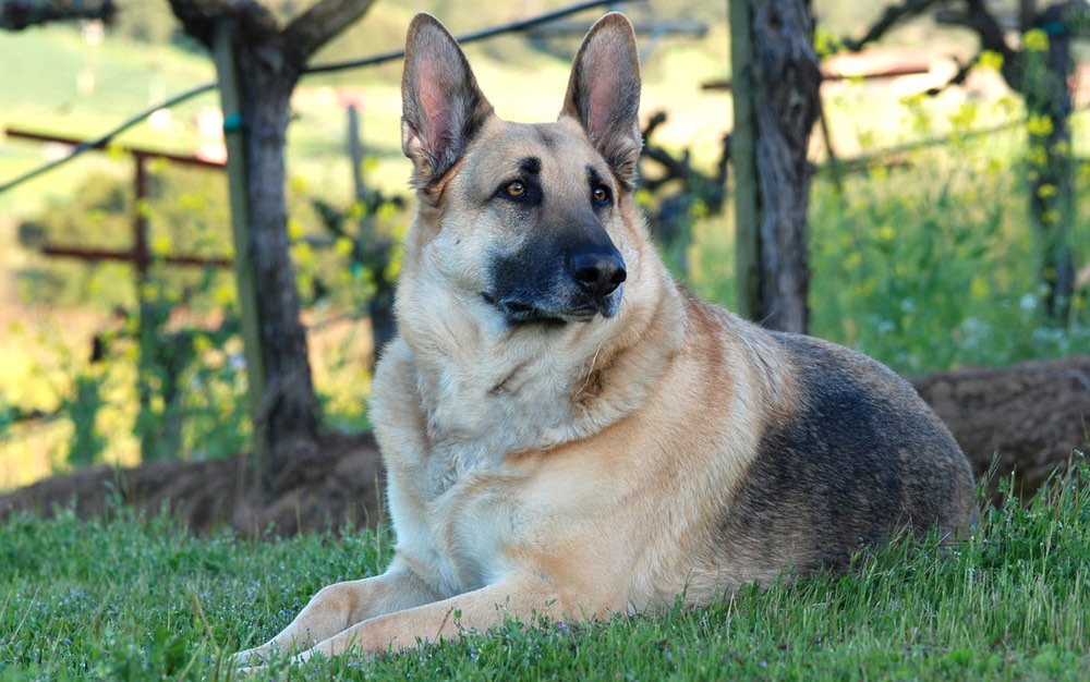 German Shepherd in a vineyard