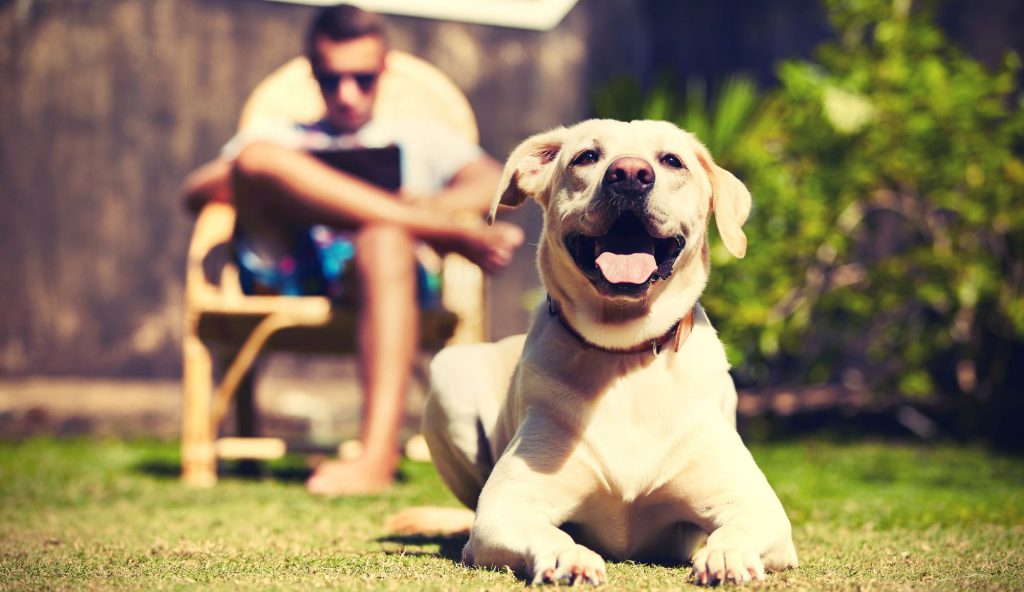 good wifi, happy dog - everyone is happy!