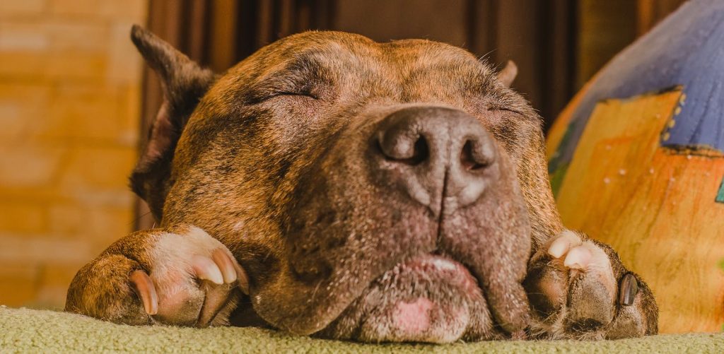  cão feliz com cuidados de longo prazo coloca todos à vontade.