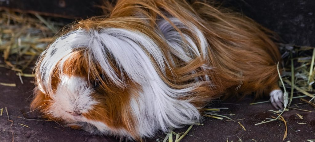 Guinea pigs can go without overnight care as long as you plan ahead!