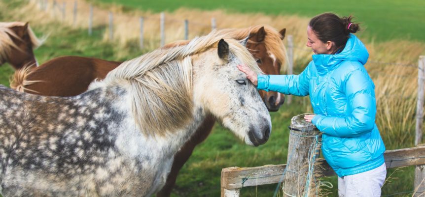 Woman taking good care of an Icelandic horse while housesitting